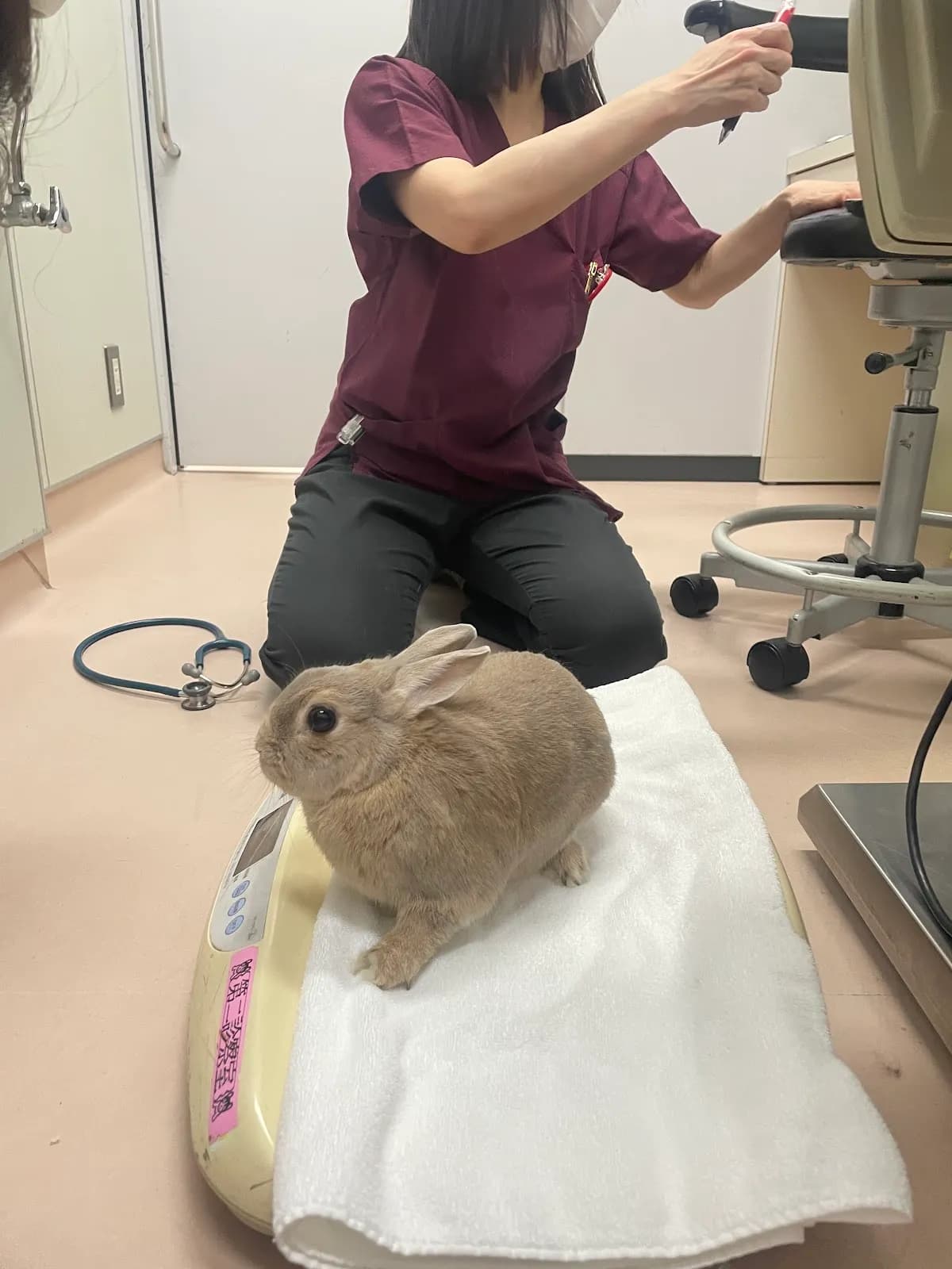 クウ動物病院 Queue Animal Hospital
