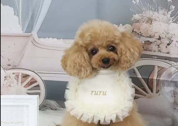 Dogsalon Loulou