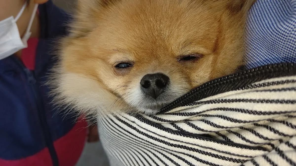 とも動物病院