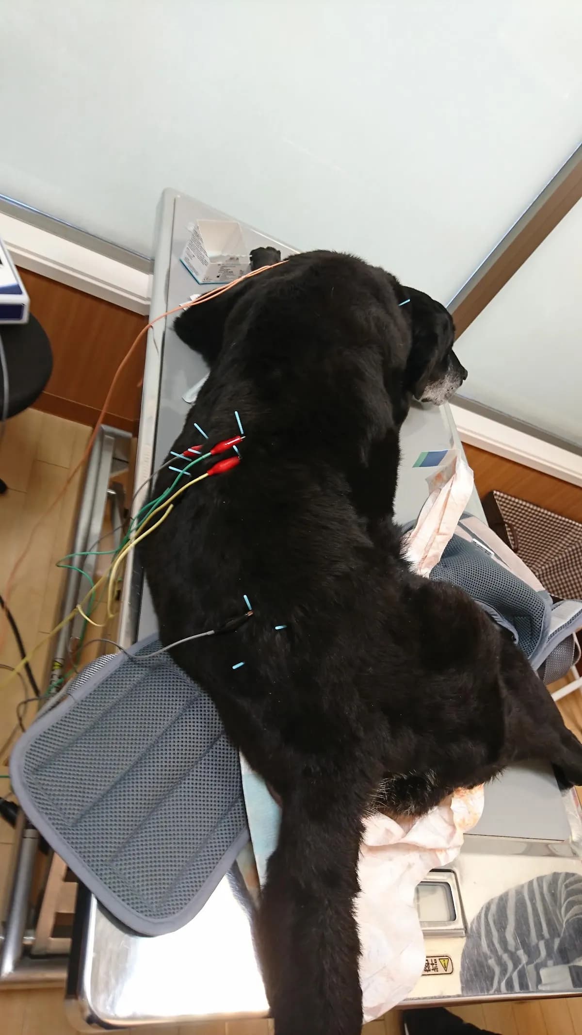 こころ動物病院