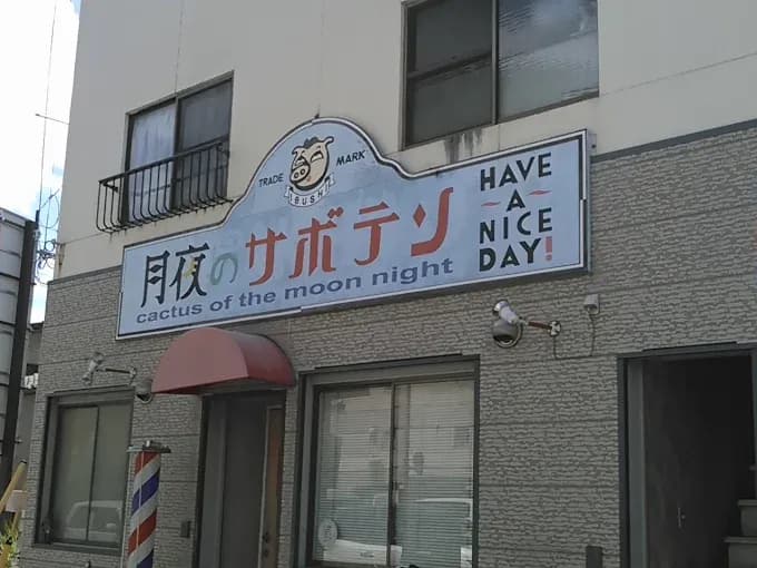 月夜のサボテン
